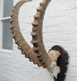 Hoorns ALPEN STEENBOK (Capra ibex) op schild