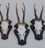 3 x Engels REE GEWEI op houten schild  - met kaakdeeltjes