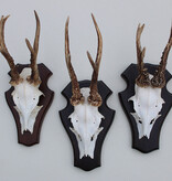 3 x Engels REE GEWEI op houten schild  - met kaakdeeltjes