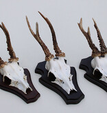 3 x Engels REE GEWEI op houten schild  - met kaakdeeltjes