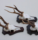 3 x Engels REE GEWEI op houten schild  - met kaakdeeltjes