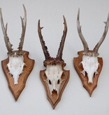 3 x groot REE GEWEI op eikenhouten schild