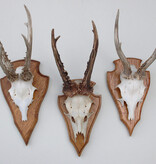 3 x groot REE GEWEI op eikenhouten schild