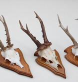 3 x groot REE GEWEI op eikenhouten schild