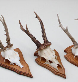 3 x REE GEWEI op eikenhouten schild -  set A