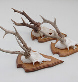 3 x groot REE GEWEI op eikenhouten schild