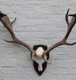 Groot  DAMHERT GEWEI op houten schild