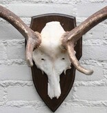 Groot  DAMHERT GEWEI op houten schild