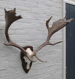 Groot  DAMHERT GEWEI op houten schild