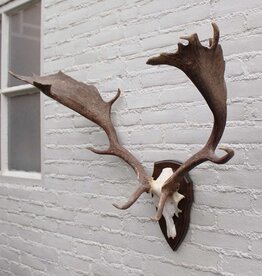 Groot DAMHERT GEWEI op houten schild - Ref. B