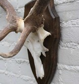 Groot  DAMHERT GEWEI op houten schild