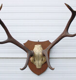 EDELHERT GEWEI 8-ender op eikenhouten schild