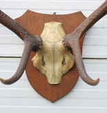 EDELHERT GEWEI 8-ender op eikenhouten schild