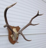 EDELHERT GEWEI 8-ender op eikenhouten schild