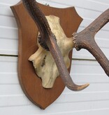 EDELHERT GEWEI 8-ender op eikenhouten schild