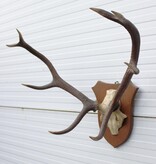 EDELHERT GEWEI 8-ender op eikenhouten schild