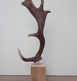 DAMHERT GEWEI op houten sokkel