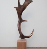 DAMHERT GEWEI op houten sokkel