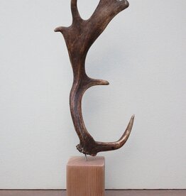 DAMHERT GEWEI op houten sokkel - ref. F
