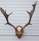 Bijna antiek DAMHERT GEWEI op houten schild - 1936