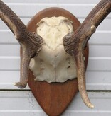 Bijna antiek DAMHERT GEWEI op houten schild - 1936