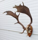 Bijna antiek DAMHERT GEWEI op houten schild - 1936