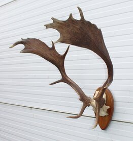 Bijna antiek DAMHERT GEWEI op houten schild - 1936