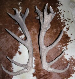 Groot paar EDELHERT GEWEI  STANGEN - ongelijke 26-ender