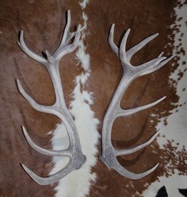 Groot paar EDELHERT GEWEI  STANGEN - ongelijke 20-ender