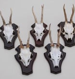 5 x Engels / NL REE GEWEI op houten schild  - met kaakdeeltjes