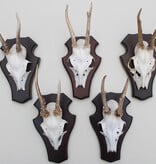 5 x Engels / NL REE GEWEI op houten schild  - met kaakdeeltjes