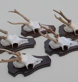 5 x Engels / NL REE GEWEI op houten schild  - met kaakdeeltjes