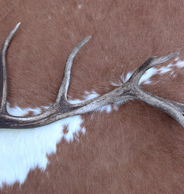 Grote EDELHERT GEWEI AFWERP STANG - 1,5 kg - 82 cm  - ref. B