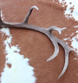 Grote EDELHERT GEWEI AFWERP STANG - 2 kg - 96 cm  - ref. C