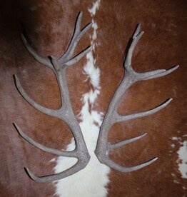 Groot paar EDELHERT GEWEI  STANGEN - 16-ender - ref. G