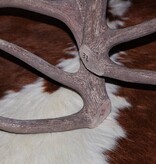 Groot paar EDELHERT GEWEI  STANGEN - 16-ender - 4 kg - 70 cm