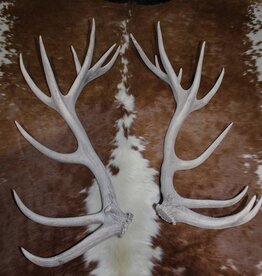 Groot paar EDELHERT GEWEI  AFWERPSTANGEN - 20-ender - ref. i