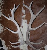 Groot paar EDELHERT GEWEI  AFWERPSTANGEN - 20-ender - 95 cm - 6 kg