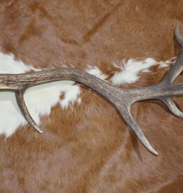 Grote EDELHERT GEWEI AFWERP STANG - 2 kg - 85 cm  - ref.  E