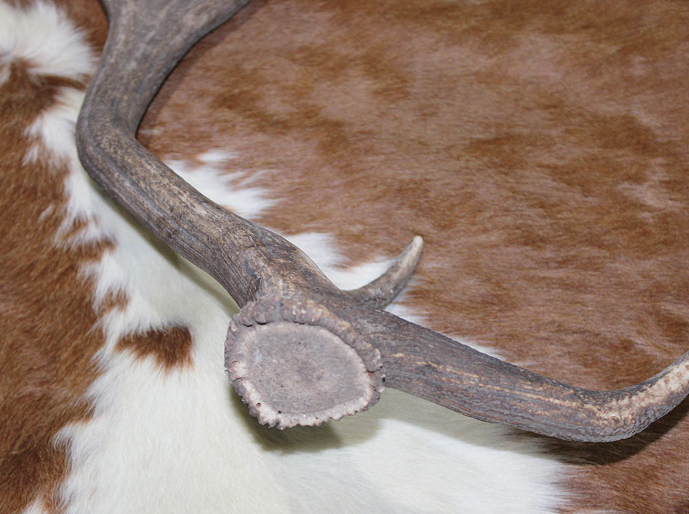 Grote EDELHERT GEWEI AFWERP STANG - 2 kg - 85 cm