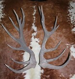 Groot paar EDELHERT GEWEI  STANGEN - 18-ender - 97 cm - 6,5 kg