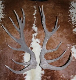 Groot paar EDELHERT GEWEI  STANGEN - 18-ender - 97 cm - 6,5 kg