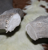 Groot paar EDELHERT GEWEI  STANGEN - 18-ender - 97 cm - 6,5 kg