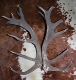 Groot paar EDELHERT GEWEI  STANGEN - 18-ender - 97 cm - 6,5 kg