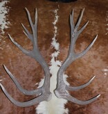 Groot paar EDELHERT GEWEI  STANGEN - ongelijke 16-ender - 6 kg - 95 cm