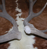 Groot paar EDELHERT GEWEI  STANGEN - ongelijke 16-ender - 6 kg - 95 cm