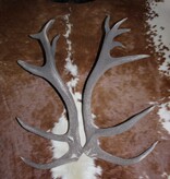 Groot paar EDELHERT GEWEI  STANGEN - ongelijke 16-ender - 6 kg - 95 cm