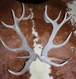 Groot paar EDELHERT GEWEI  AFWERPSTANGEN - 16-ender - 8 kg - 95/100 cm