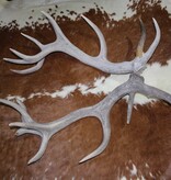 Groot paar EDELHERT GEWEI  AFWERPSTANGEN - 16-ender - 8 kg - 95/100 cm