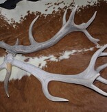 Groot paar EDELHERT GEWEI  AFWERPSTANGEN - 16-ender - 8 kg - 95/100 cm